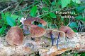 Gymnopus foetidus-amf1277